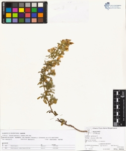 Ononis spinosa L. subsp. foetens (All.) s¿rj