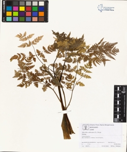 Myrrhis odorata (L.) Scop.