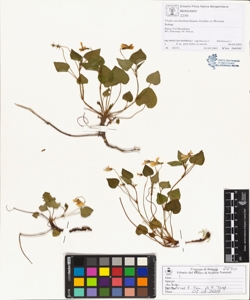 Viola reichenbachiana Jordan ex Boreau