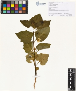 Physalis alkekengi L.
