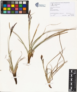 Carex flacca Schreber