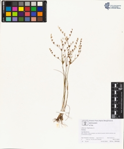 Juncus bufonius L.