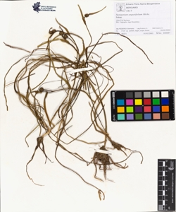 Sparganium angustifolium Michx.