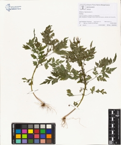 Bidens bipinnata L.