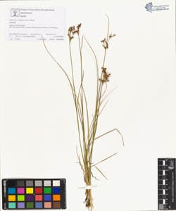Juncus compressus Jacq.