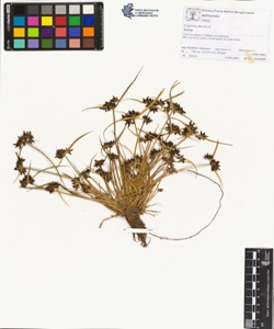 Cyperus fuscus L.