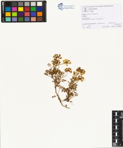 Hippocrepis comosa L.