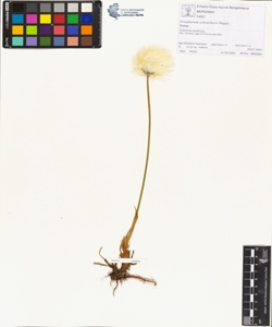 Eriophorum scheuchzeri Hoppe