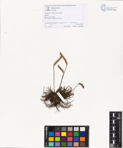 Plantago holosteum Scop.
