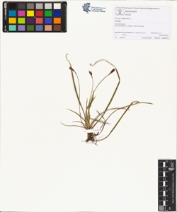 Carex digitata L.