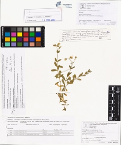 Cerastium carinthiacum Vest. subsp. austroalpinum (Kunz) Kunz