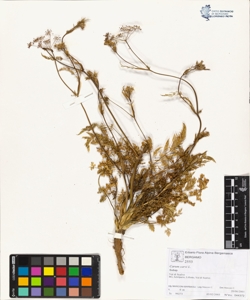 Carum carvi L.