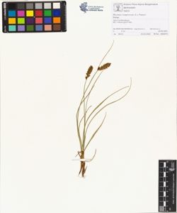 Blysmus compressus (L.) Panzer