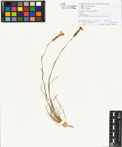 Dianthus sylvestris Wulfen