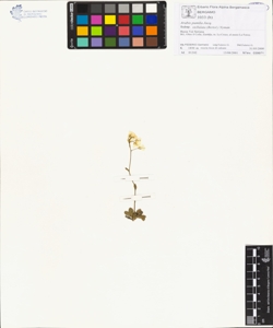 Arabis pumila Jacq. subsp. stellulata (Bertol.) Nyman