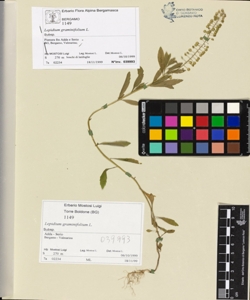 Lepidium graminifolium L.