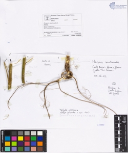 Hesperis matronalis L.