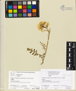 Rhynchos¿napis cheiranthos (Vill.) Dandy