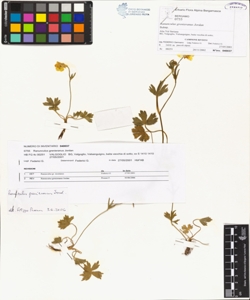 Ranunculus grenieranus Jordan