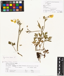 Ranunculus repens L.