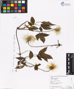 Clematis alpina (L.) Miller
