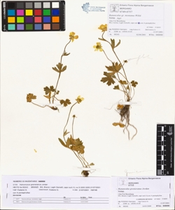 Ranunculus grenieranus Jordan