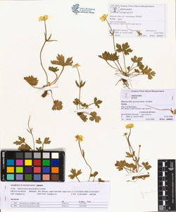 Ranunculus grenieranus Jordan