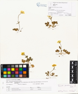 Ranunculus grenieranus Jordan