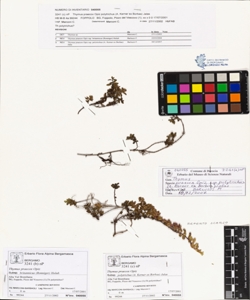 Thymus praecox Opiz subsp. polytrichus (A. Kerner ex Borbas) Jalas