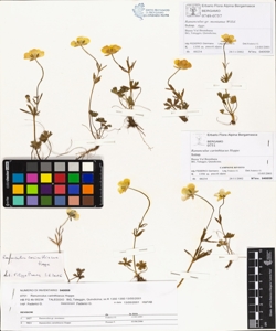 Ranunculus carinthiacus Hoppe