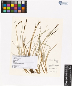 Carex fusca All.