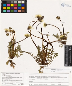 Taraxacum sect. erythrosperma (H. Lindb.) Dahlst.