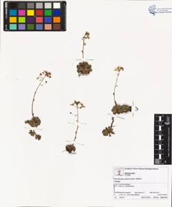 Saxifraga paniculata Miller