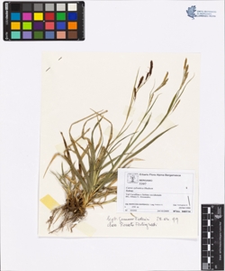 Carex sylvatica Hudson