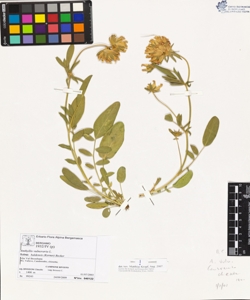 Anthyllis vulneraria L. subsp. baldens¿s (Kerner) Becker