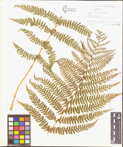 Athyrium filix-foemina (L.) Roth.