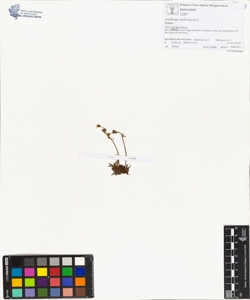 Saxifraga androsacea L.