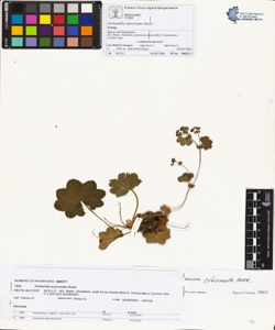 Alchemilla subcrenata Buser