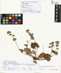 Alchemilla glaucescens Wallr.