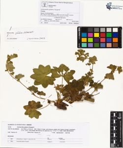 Alchemilla glabra Neygenf.
