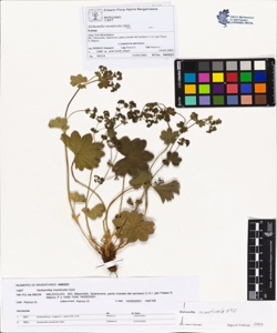 Alchemilla monticola Opiz