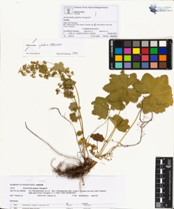 Alchemilla glabra Neygenf.