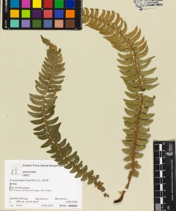 Polystichum lonchitis (L.) Roth