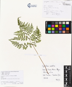 Cystopteris sudetica A. Braun et Milde