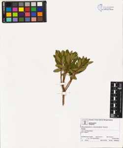 Rhododendron x intermedium Tausch