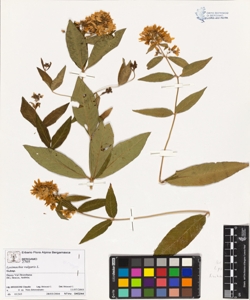 Lys¿machia vulgaris L.