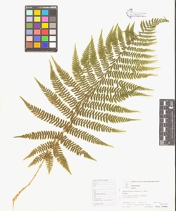 Athyrium filix-foemina (L.) Roth.