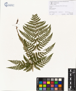 Dryopteris carthusiana (Vill.) H.P.Fuchs
