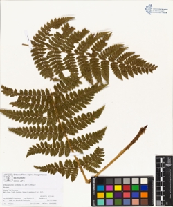 Dryopteris remota (A.Br.) Druce