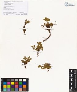 s¿bbaldia procumbens L.